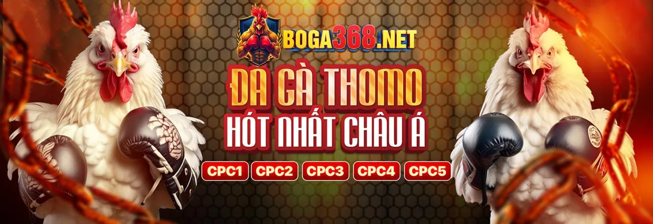 Hình nền đá gà trực tiếp sôi động